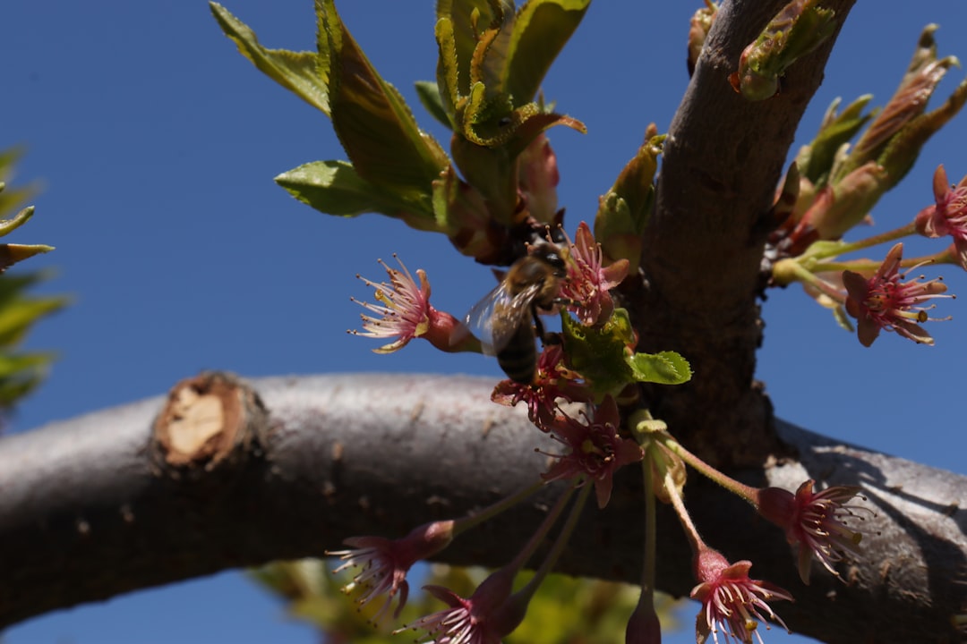 Gros plan sur une greffe de printemps en cours, montrant un greffon inséré dans la fente d'un porte-greffe
