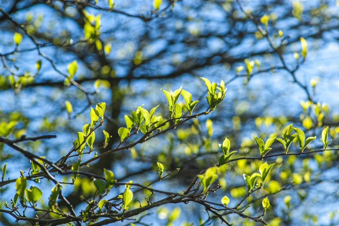 Pousse vigoureuse d'un greffon quelques semaines après la greffe, avec bourgeons bien développés