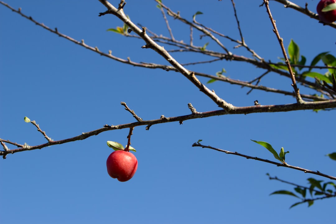 Pommier en hiver avec branches nues, prêt à être taillé